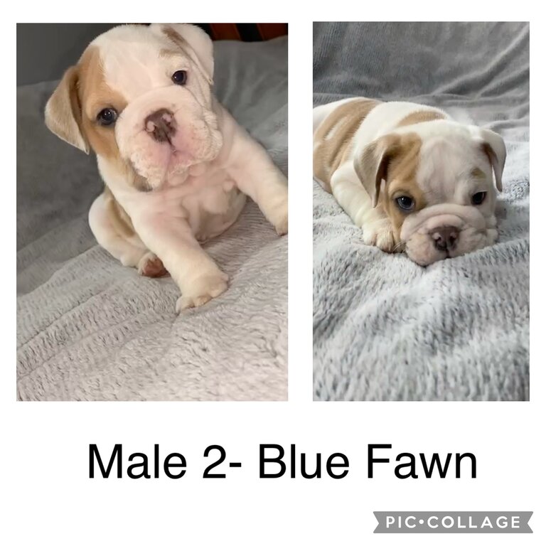 British Bulldog Puppies