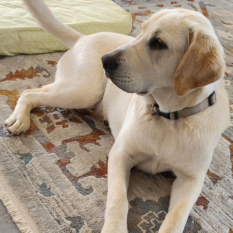 Urgent Labrador for sale 