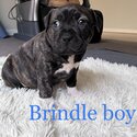 Purebred American Staffy puppies Amstaff puppy Staffordshire terrier-2