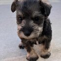 Schnauzer Puppies looking for forever home (Mini)-2