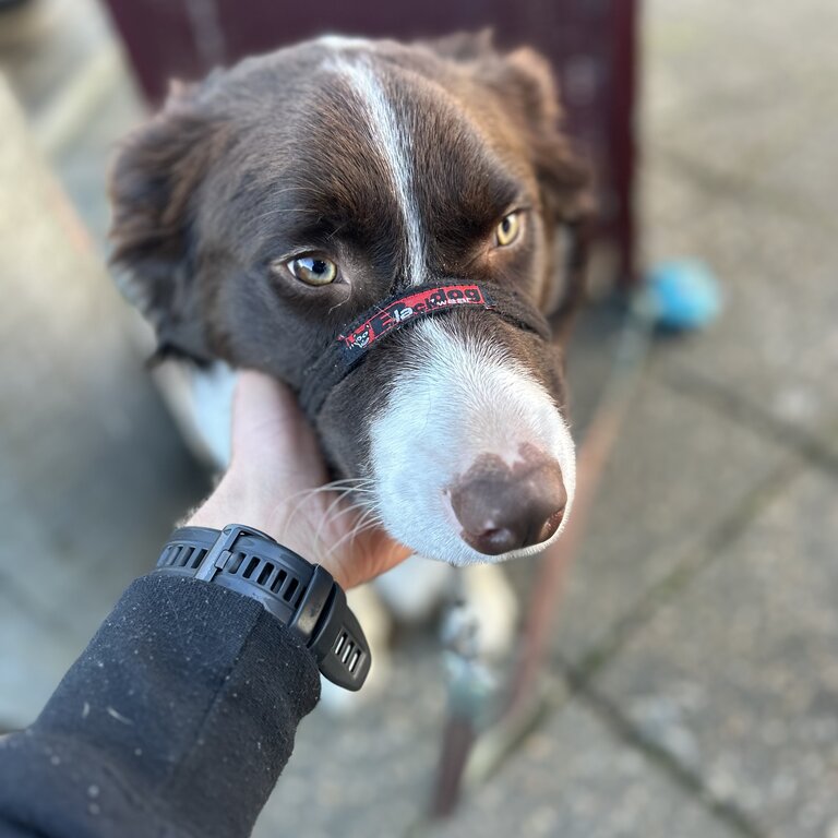 Nedd - Border Collie x Kelpie