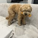 Cavoodle for sales-2