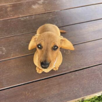 Beautiful Miniature purebred dachshund puppy 