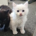 5 Ragdoll X Turkish Angora Kittens for sale-5