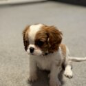 Cavalier King Charles Spaniel-2