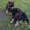 Pure Bred German Shepherd Puppies -1