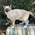 Adorable Birman Kitten-5