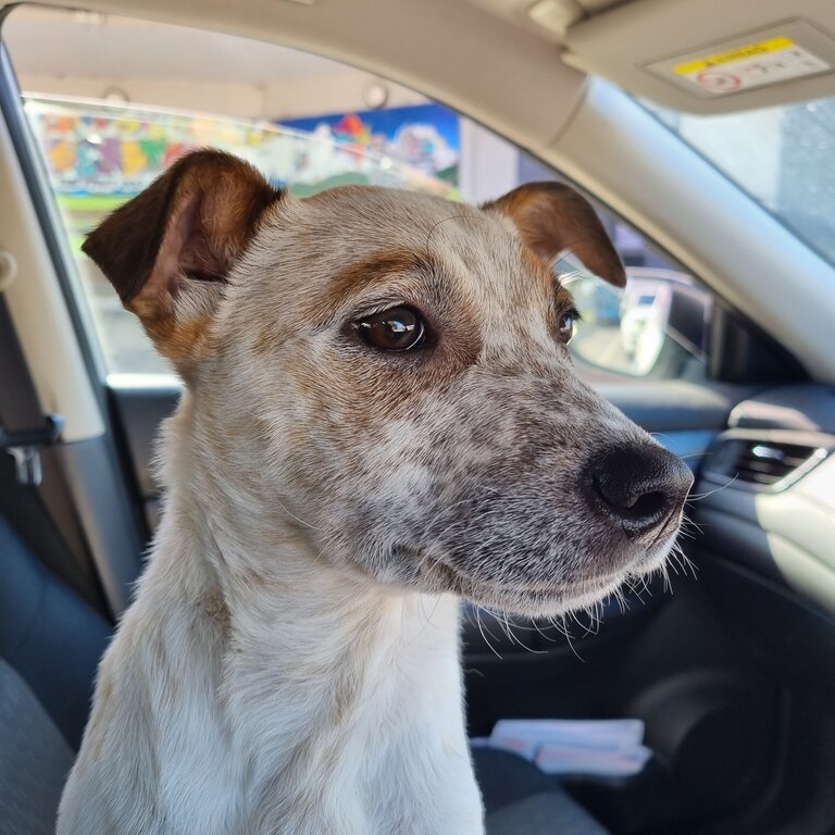 Free cattle dog to good home