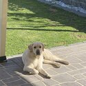 Labrador needs rehoming-2