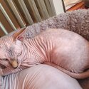 Pure bred sphynx kitten-1