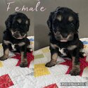 Border Collie x Miniature Poodle Puppies-3