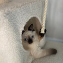 Ragdoll Kitten - Purebred Seal Point - Female-5