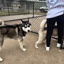 Purebred Siberian Husky Male – Rehome-4