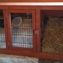 Two adorable Guinea Pigs for sale-5