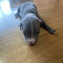 Staff pups for sale -4