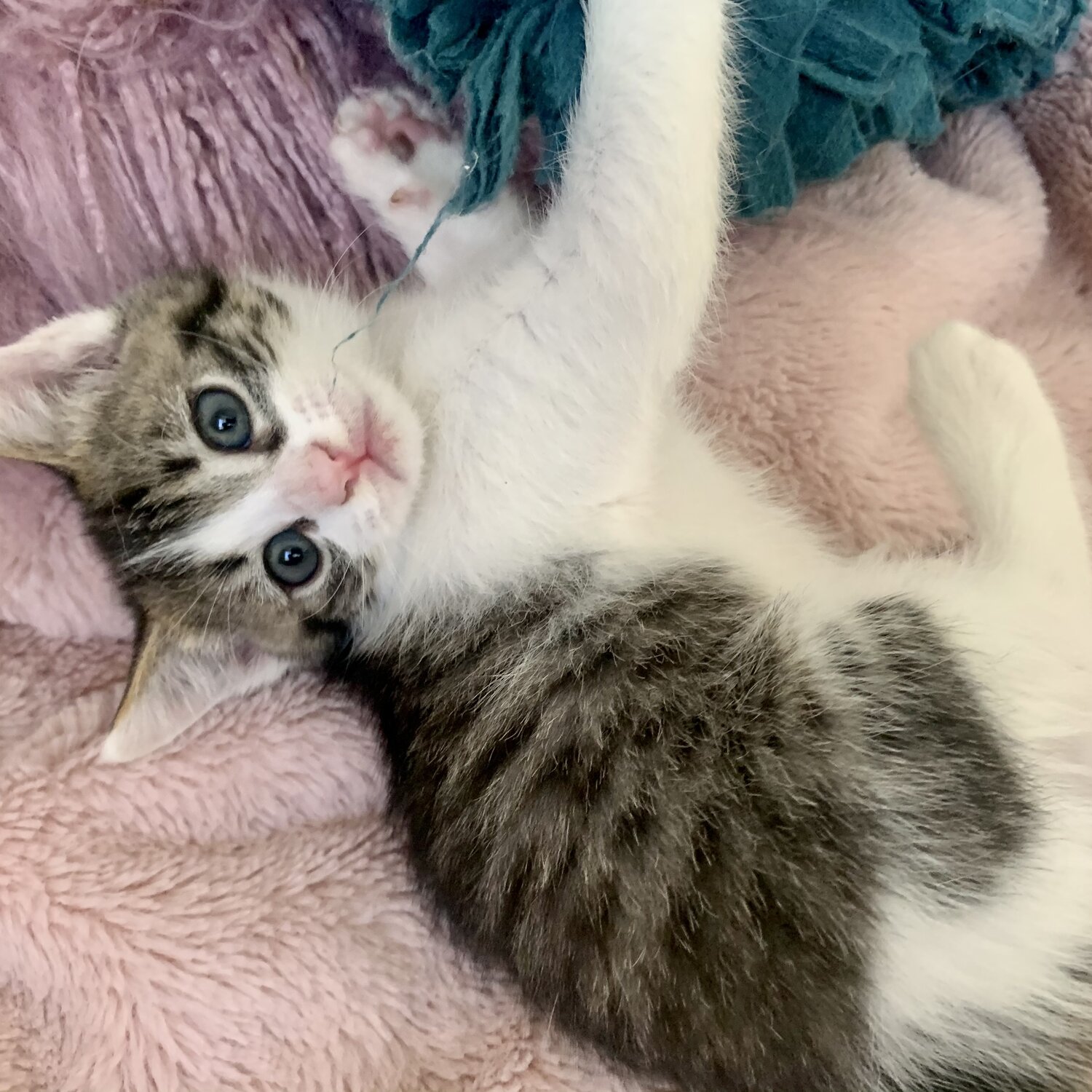 Ragdoll cross kittens