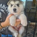 Shepsky Puppies x 8 - White Swiss Shepherd/Siberian Husky-5