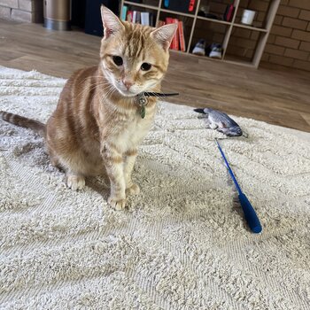 Ginger- 3Yr old male