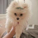 Miniature Pomeranian-1