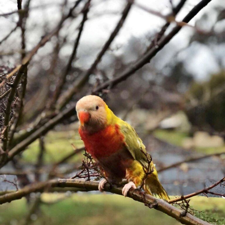 Lutino Rainbow Lorikeet 