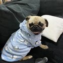 female adult pug-4