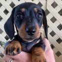 Mini Dachshund-5