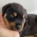 Purebred Rottweiler needs new home-5