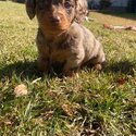 Miniature dachshunds -2