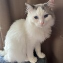 Purebreed Male Ragdoll-0