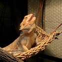 Bearded Dragon with entire set up-5