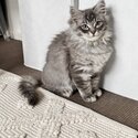 Ragdoll cross domestic short hair kitten for sale -3