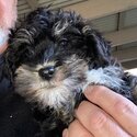 Schnoodle Puppies Minature-3