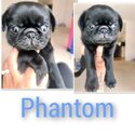 8 week old Pugs pups need a home asap-2