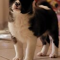 American Akita puppies READY FOR HOME-3