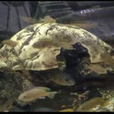 African Cichlid -2