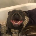 ENGLISH Staffy dog needs new home-0