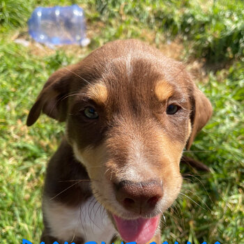 Kelpie cross puppies