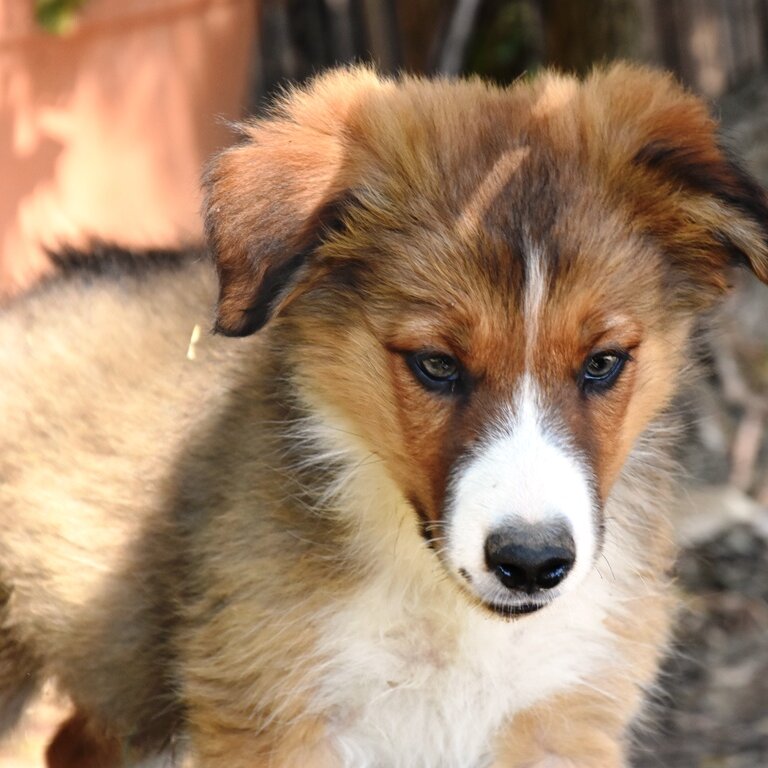 Border Collie Pups