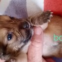 Chihuahua puppies -1