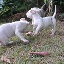 Purebred American Bulldog-5