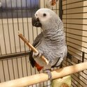 Silly - tame African Grey Talking Parrots-0