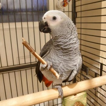 Silly - tame African Grey Talking Parrots