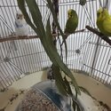 Budgies for sale-1