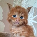 lovely Maine coon kittens for sale-0