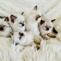 Gorgeous Rag Doll Kittens-2