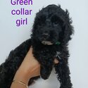 Spoodle puppies - second generation cocker spaniel X miniature poodle-5