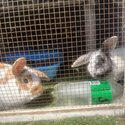 FREE lop-eared bunnies Milly &amp; Angus - seeking loving home together!-1