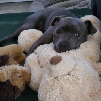 blue english staffy 