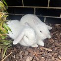 2 x white mini lops  DESEXED-1