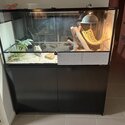 Bearded Dragon with entire set up-0